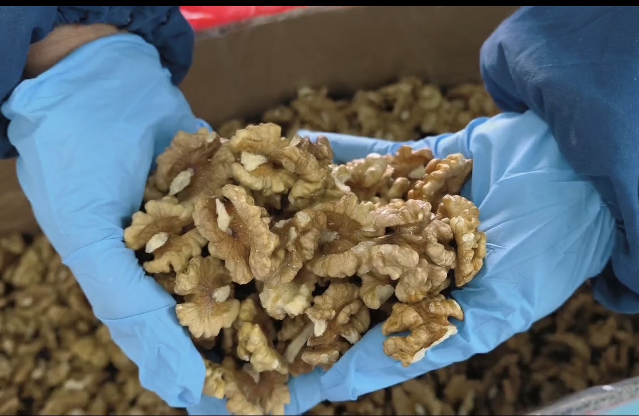 Walnut Kernels